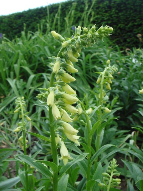 Digitalis ambigua fleur
